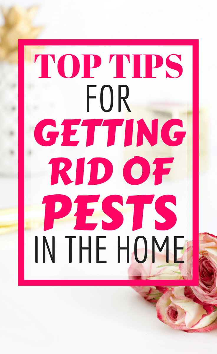 Top Tips for Battling and Preventing Pest Problems in Your Home #pestcontrol #pests #tips #howto #homemanagement #toptips #fleas #birds #cockroaches #killpests