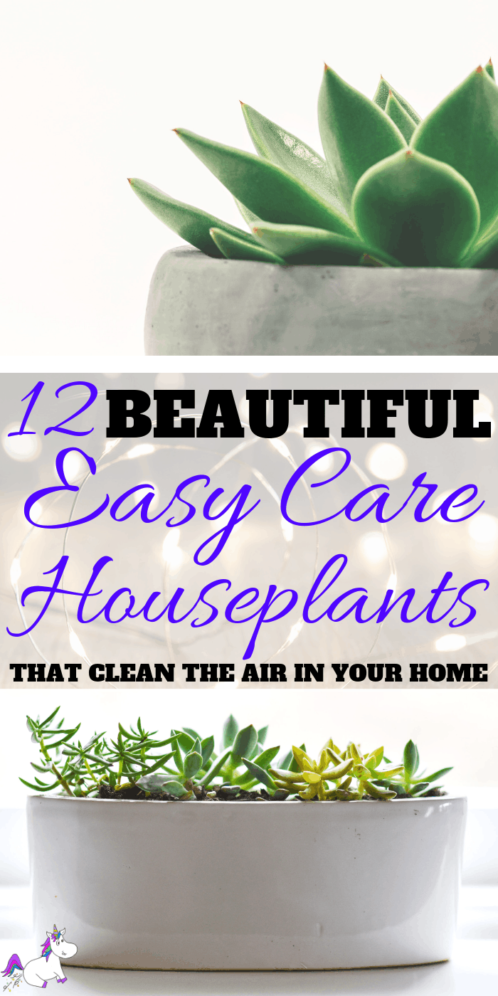 12 Beautiful Easy Care Plants That Clean The Air in Your Home | Interior design inspiration | Air purifying plants | Indoor plants | Houseplants that clean the air | Via: https://themummyfront.com #themummyfront.com #houseplants #healthtips #healthyliving #plantcare