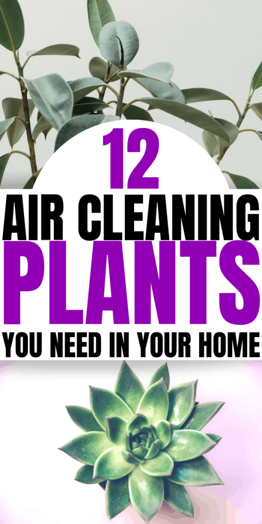 12 Best Air Cleaning Houseplants That Are Impossible To Kill! (no green