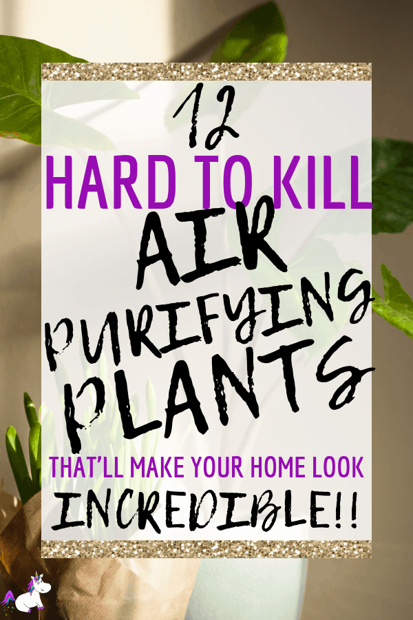 12 Best Air Cleaning Houseplants That Are Hard To Kill ( No Green Thumbs Needed) | Indoor plants | air purifying plants | Plants that clean air | Indoor plants that clean air | Home decor tips | Healthy home | Healthy Living Via https://themummyfront.com #aircleaninghouseplants #indoorplants #bestindoorplants #airpurifyingplants #homedecorinspiration