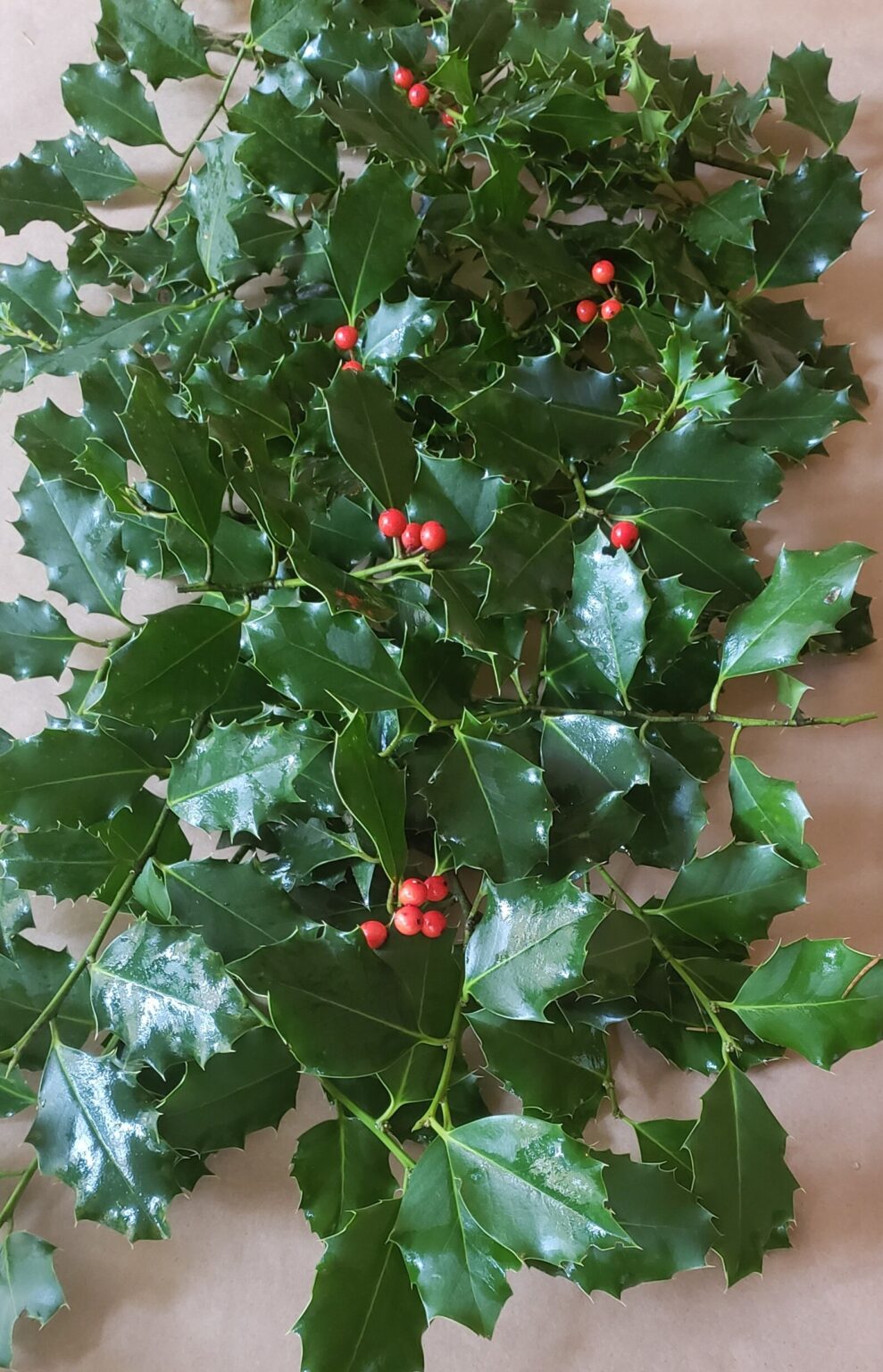 12 Best Christmas Holly Decorations For A Holly Jolly Home - The Mummy ...