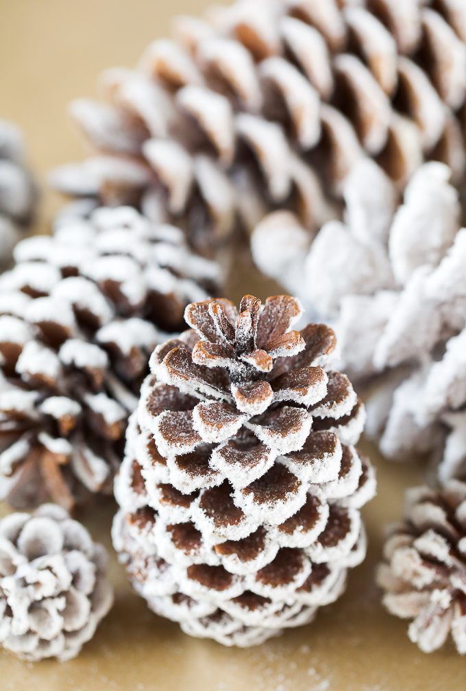 Snow covered Pine Cones