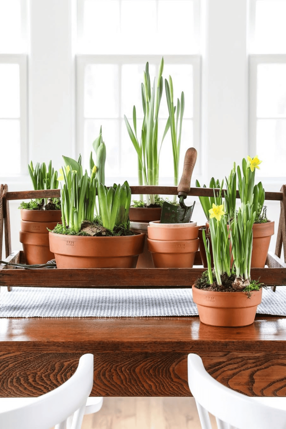 Terracotta pots with green shoots and daffodils displayed in a wooden tray centerpiece