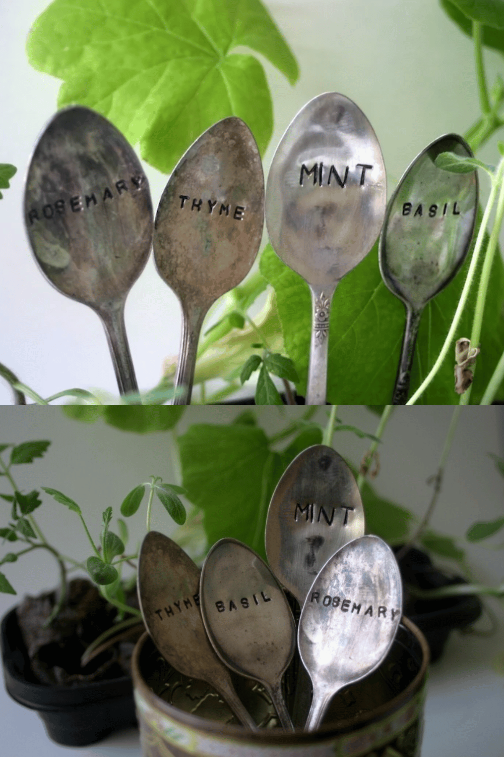 Vintage spoons stamped with herb names used as garden markers