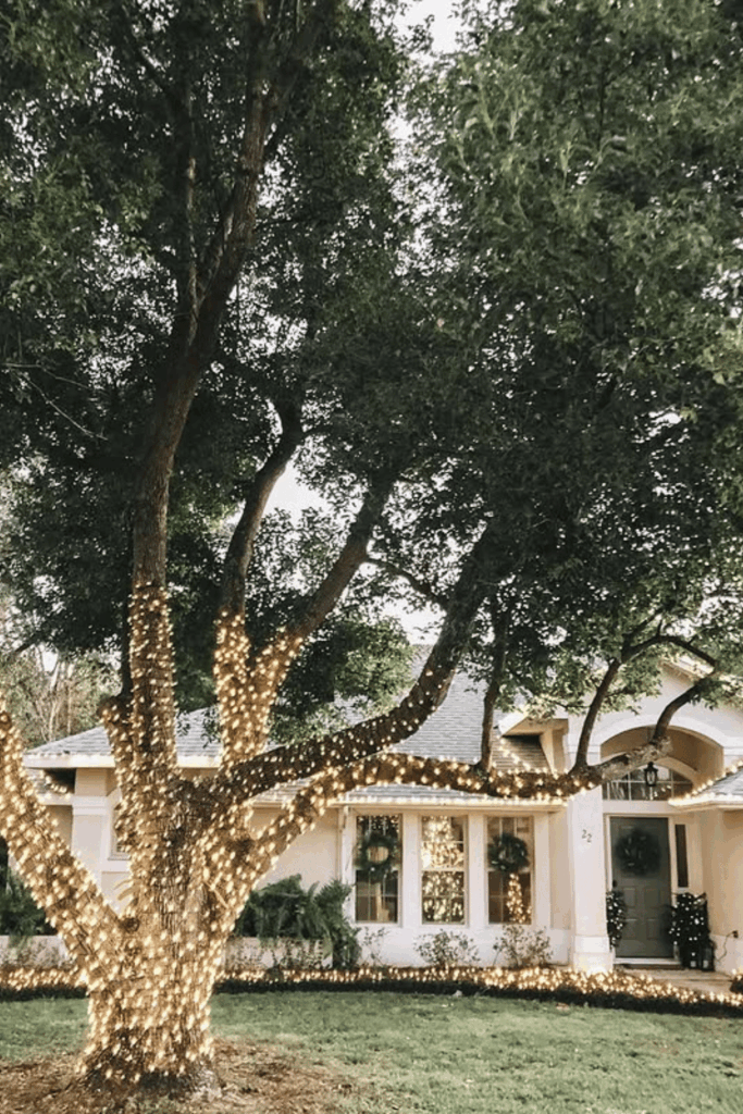 Large outdoor tree wrapped in warm white Christmas lights