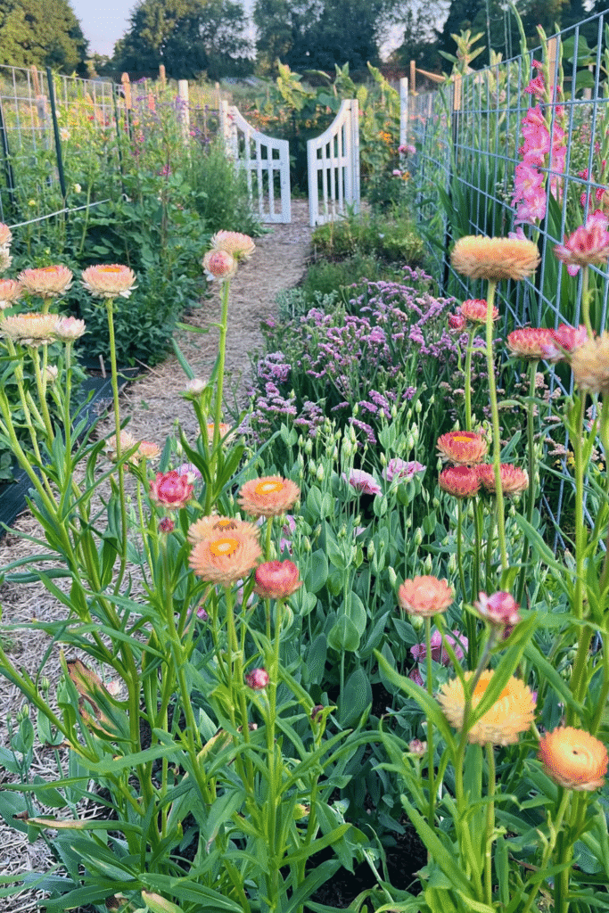 Cut flower garden guide