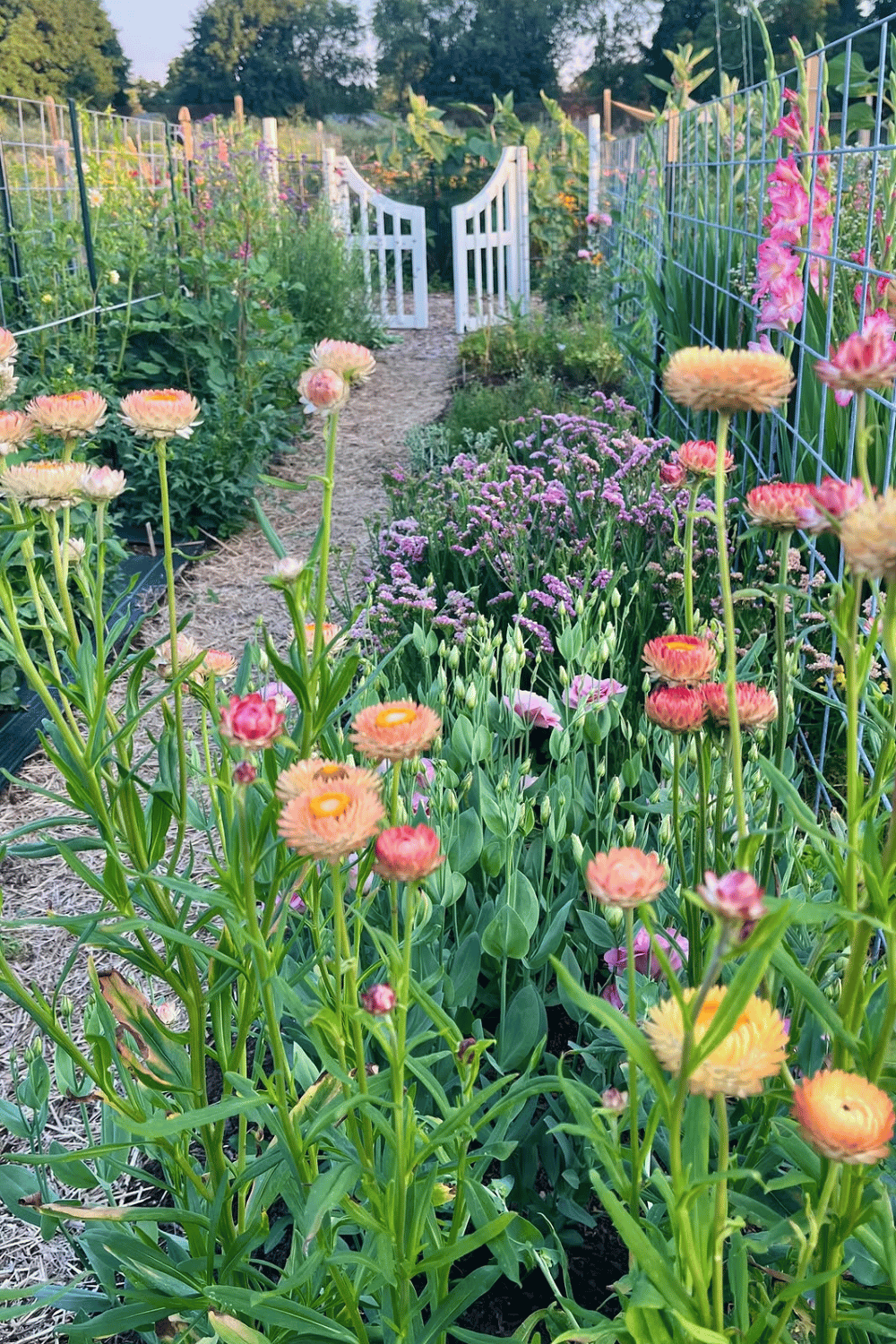 How to Start a Cut Flower Garden For Beginners - The Mummy Front