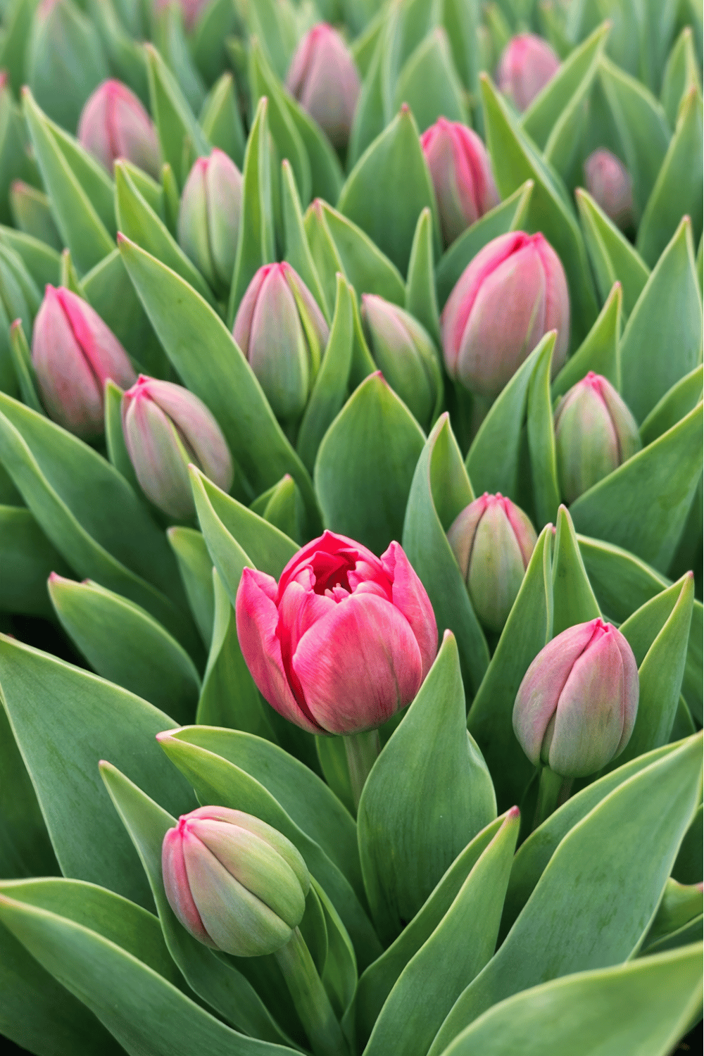 How to Start a Cut Flower Garden For Beginners - The Mummy Front