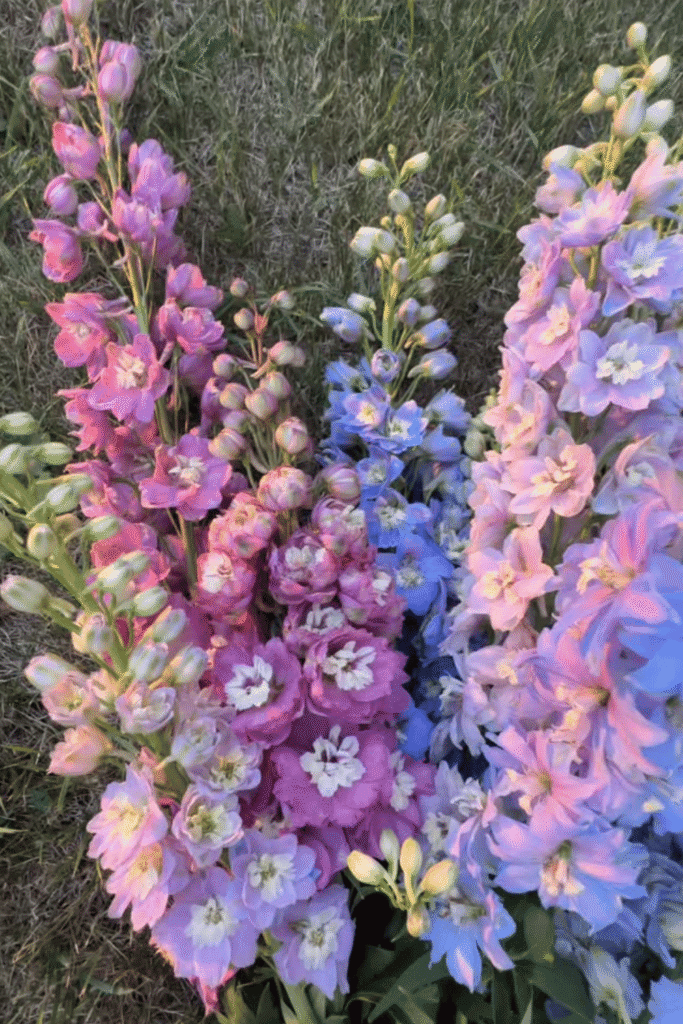 Cut flower garden guide