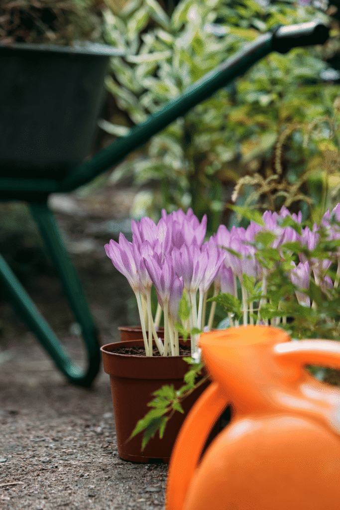 Cut flower garden guide