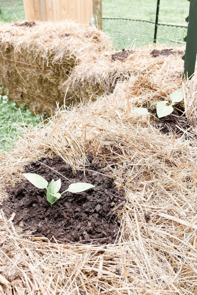 Small vegetable garden ideas