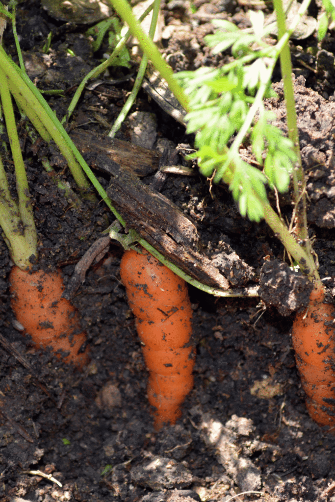 Small vegetable garden ideas