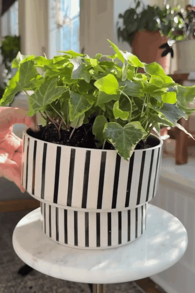 Ikea Plant Hacks