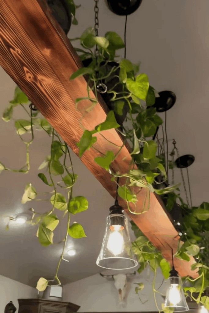 plant wall shelf ideas