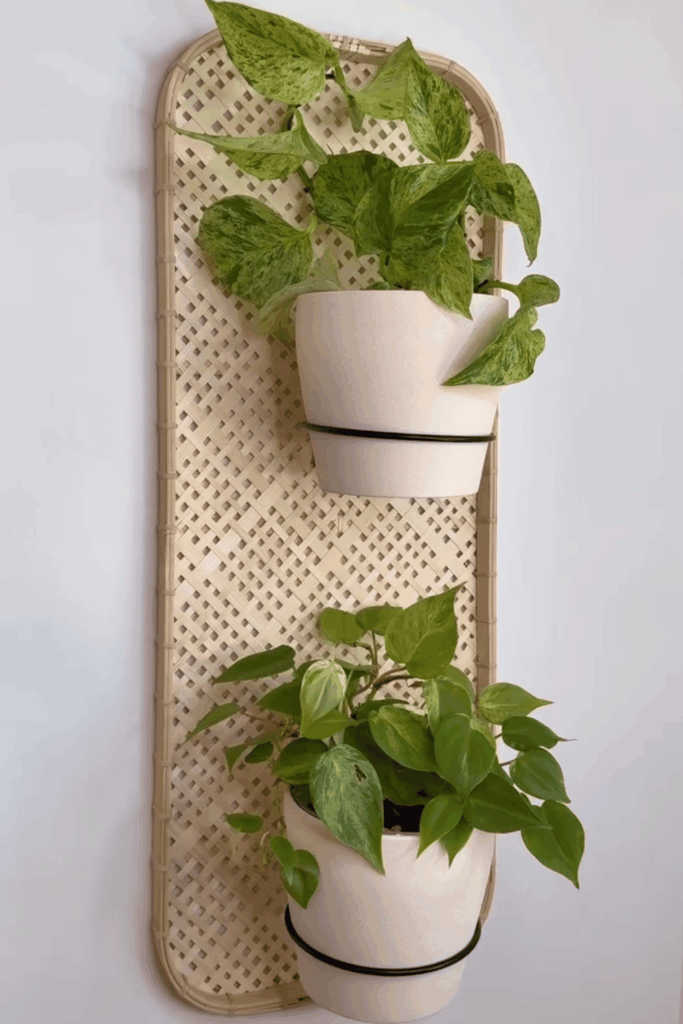plant wall shelf ideas